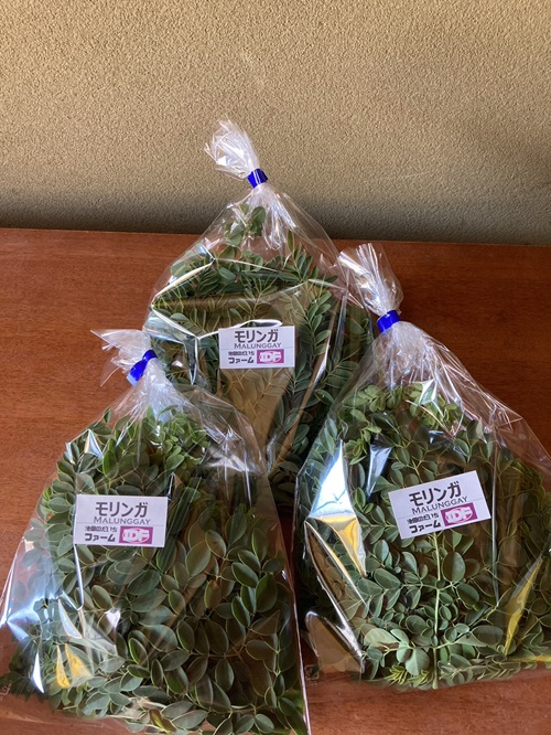 本年最後のモリンガリーフ出荷です